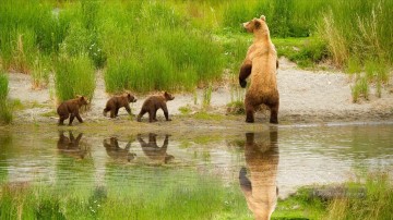 Bear Family nahe DM Fluss im Frühjahr von Fotos Kunst Malerei Ölgemälde